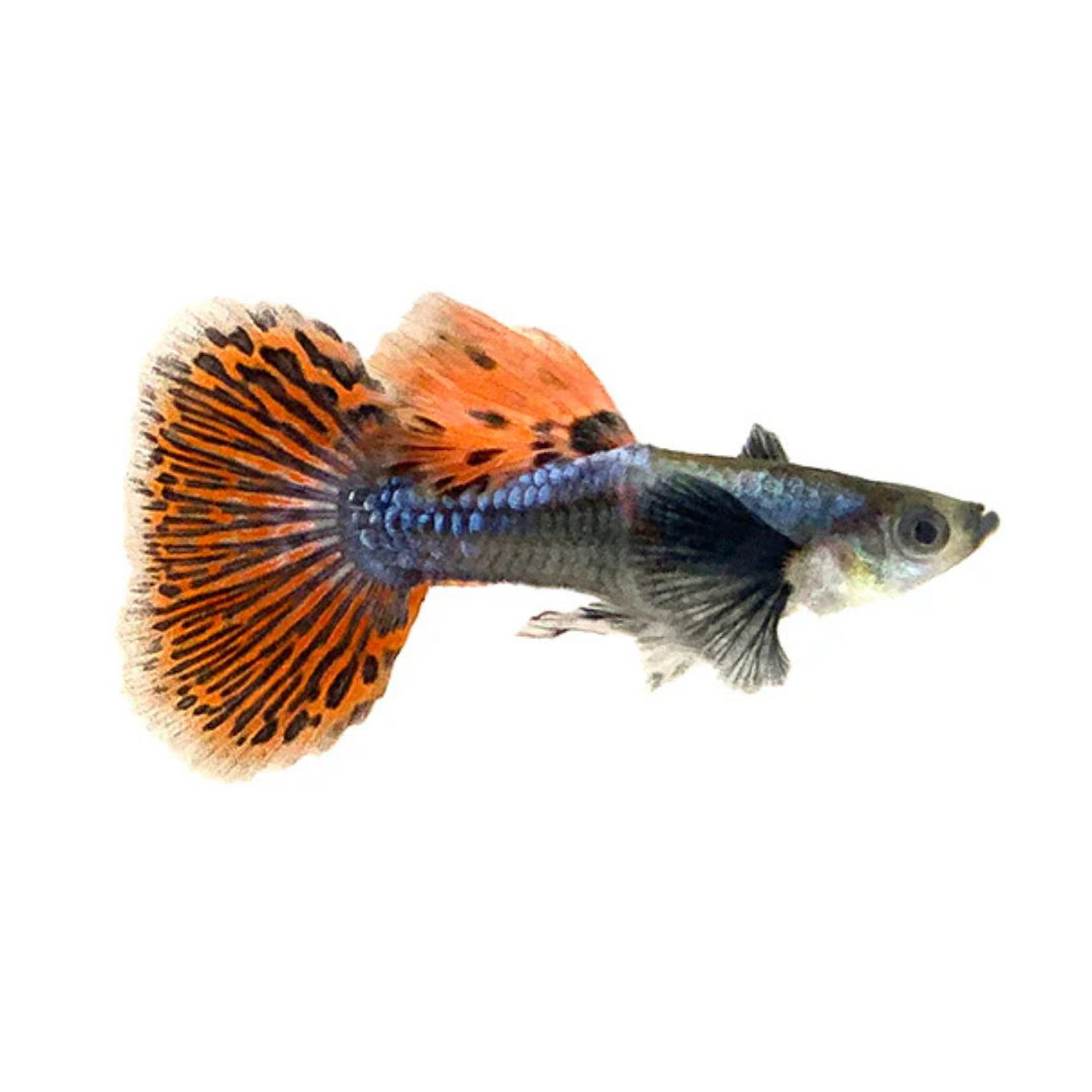 Guppy Macho Dumbo Mosaico (Poecilia reticulata)