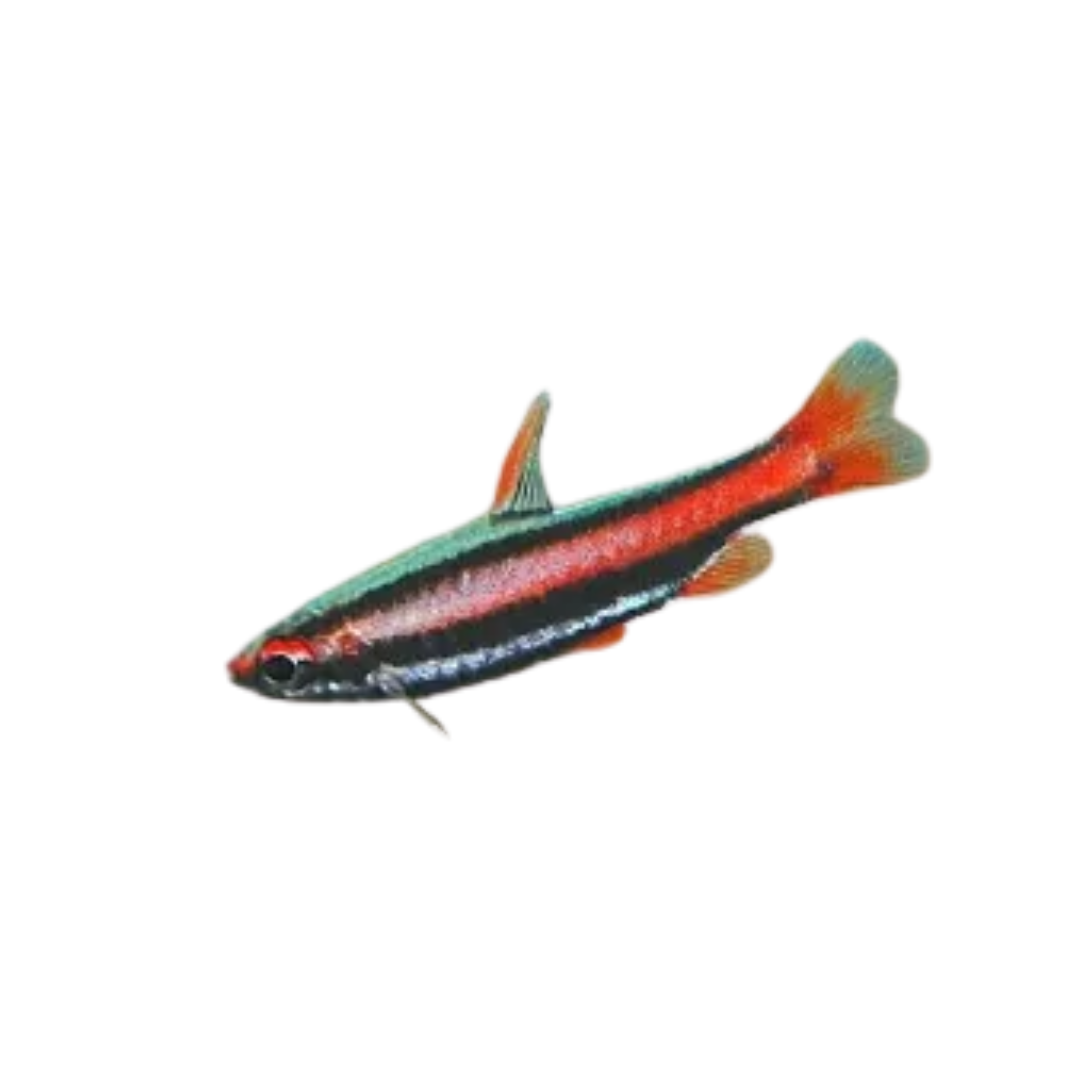 Peixe Lápis Vermelho Grande (Nannostomus beckfordi)