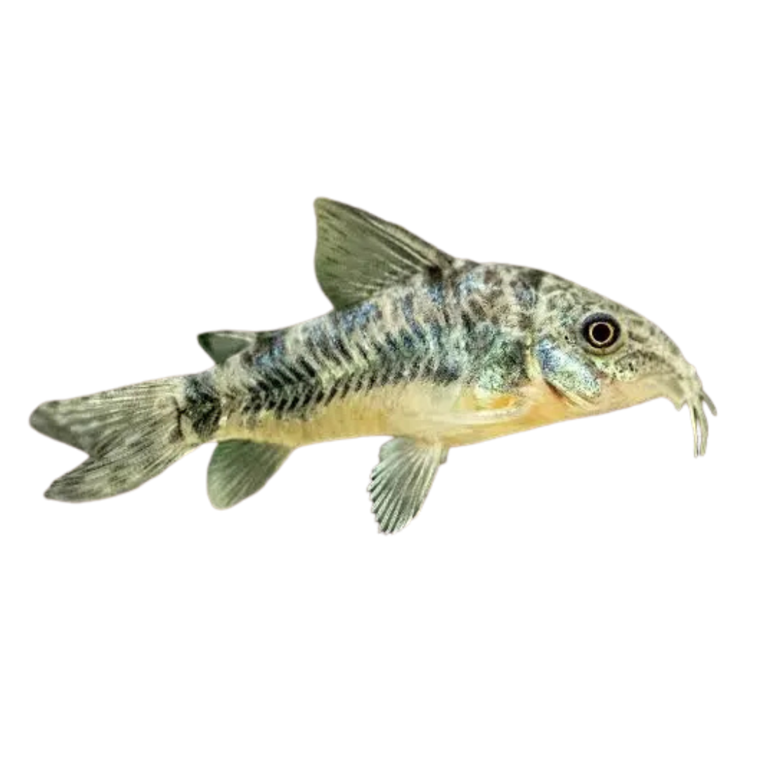 Corydoras paleatus