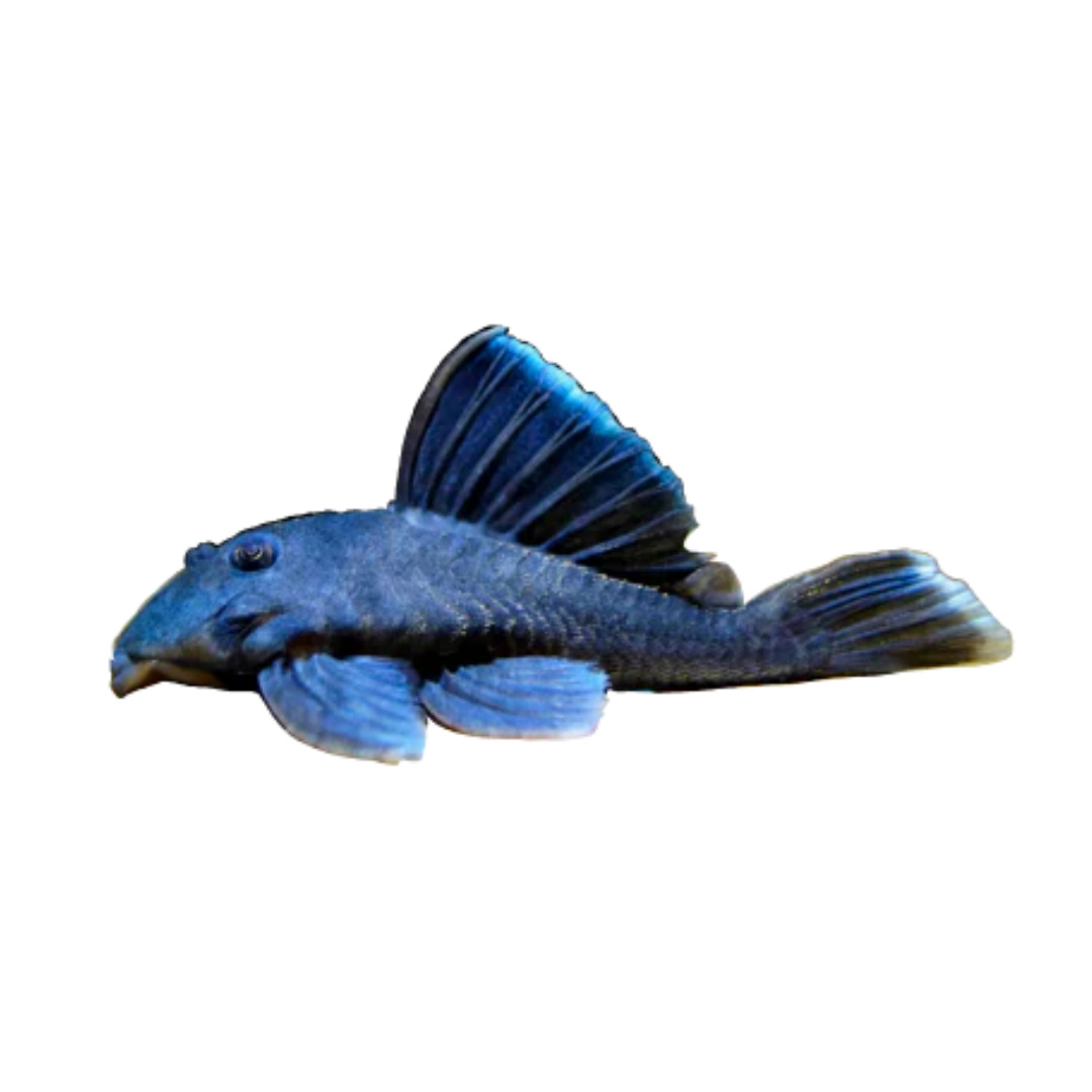 L128 Hemiancistrus Blue Phantom