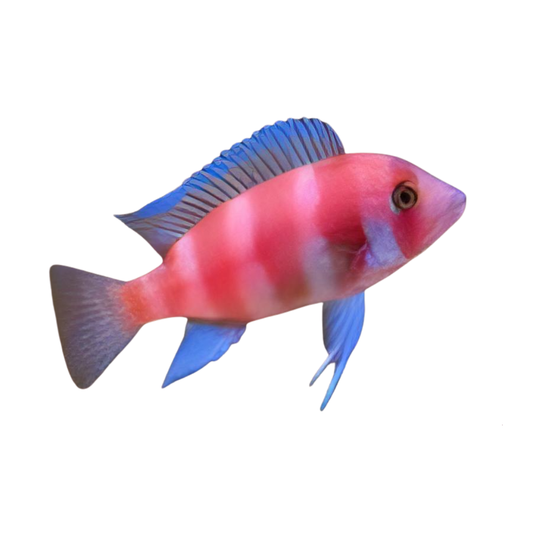 Cyphotilapia Red Frontosa