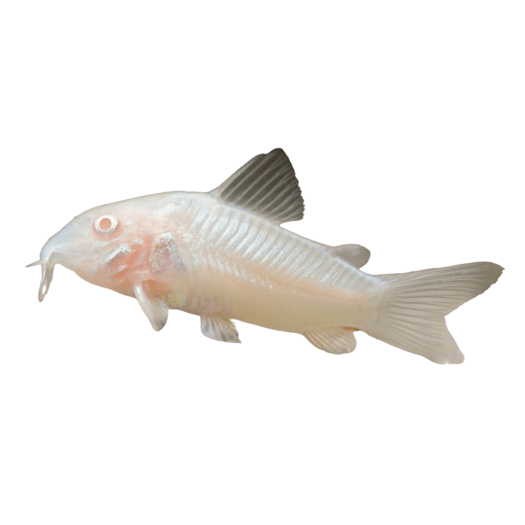 Corydoras paleatus "Albino"