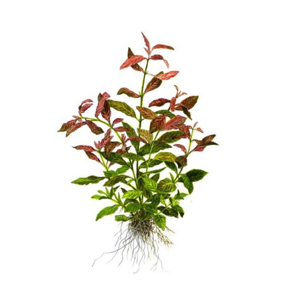 Hygrophila Polysperma Rosanervig