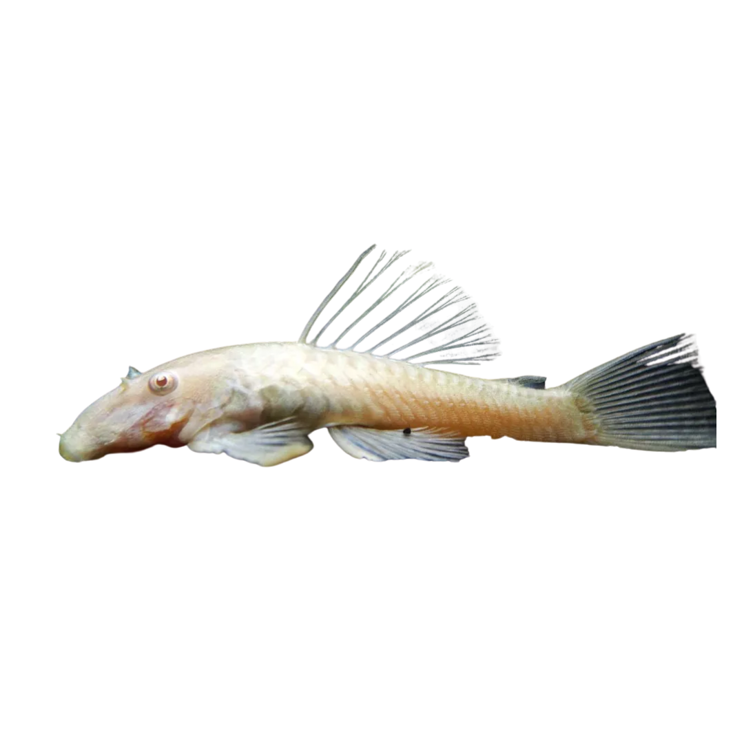 ANCISTRUS ALBINO 3-3.5 CM BSF