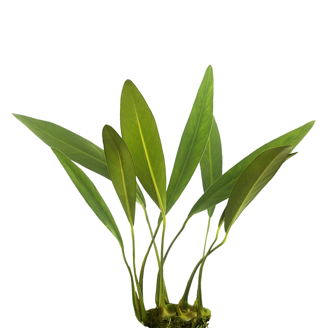 Anubias Heterophylla