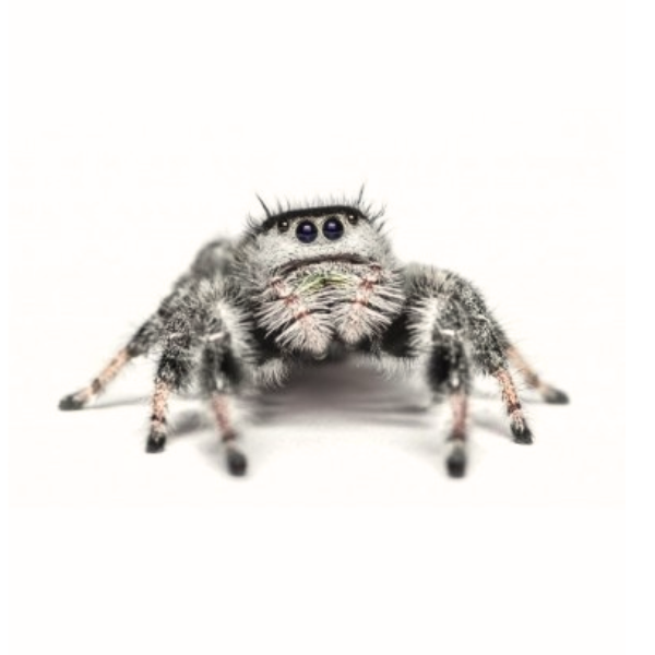 Phidippus regius apalachicola (Jumping Spider) 🕷️