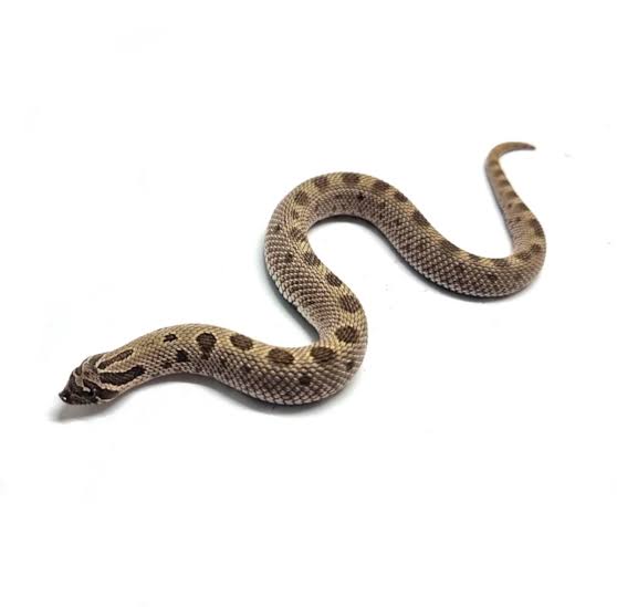 Hognose (Nariz de Porco) - Heterodon Nasicus