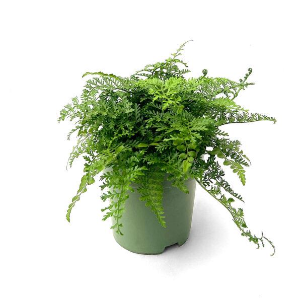 Asplenium Parvati