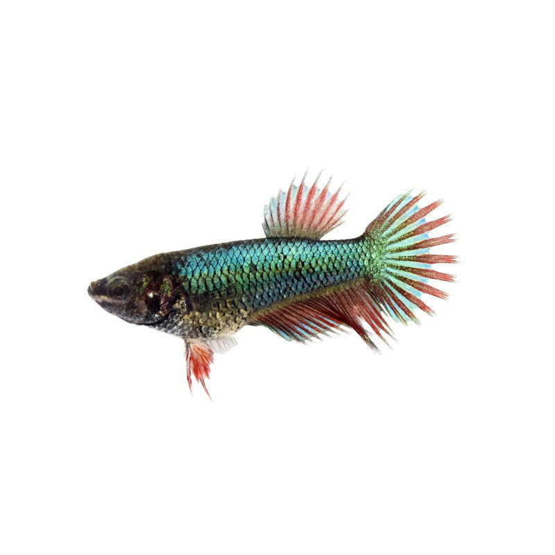 BETTA FÊMEA SURTIDA PREMIUM 3-4 CM