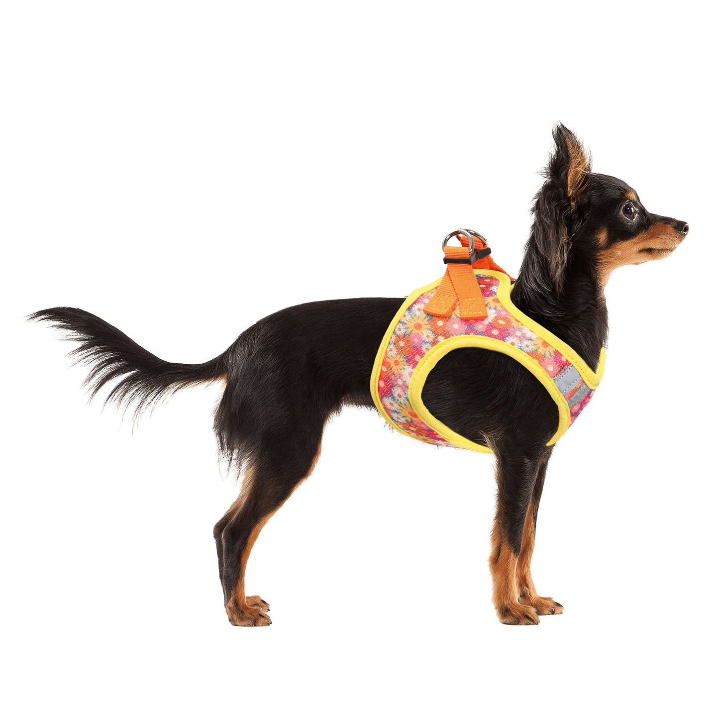 Peitoral XT-DOG MESH FLOWERS 🌸🐕