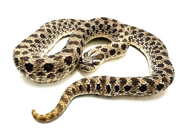 Hognose (Nariz de Porco) - Heterodon Nasicus