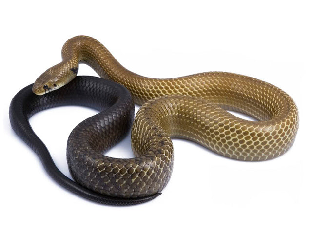 Índigo Snake - Drymarchon Melanurus Melanurus