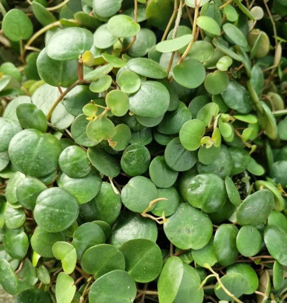 Peperomia rotundifolia