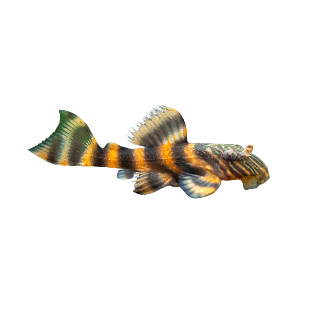 Panaqolus sp. (L397)