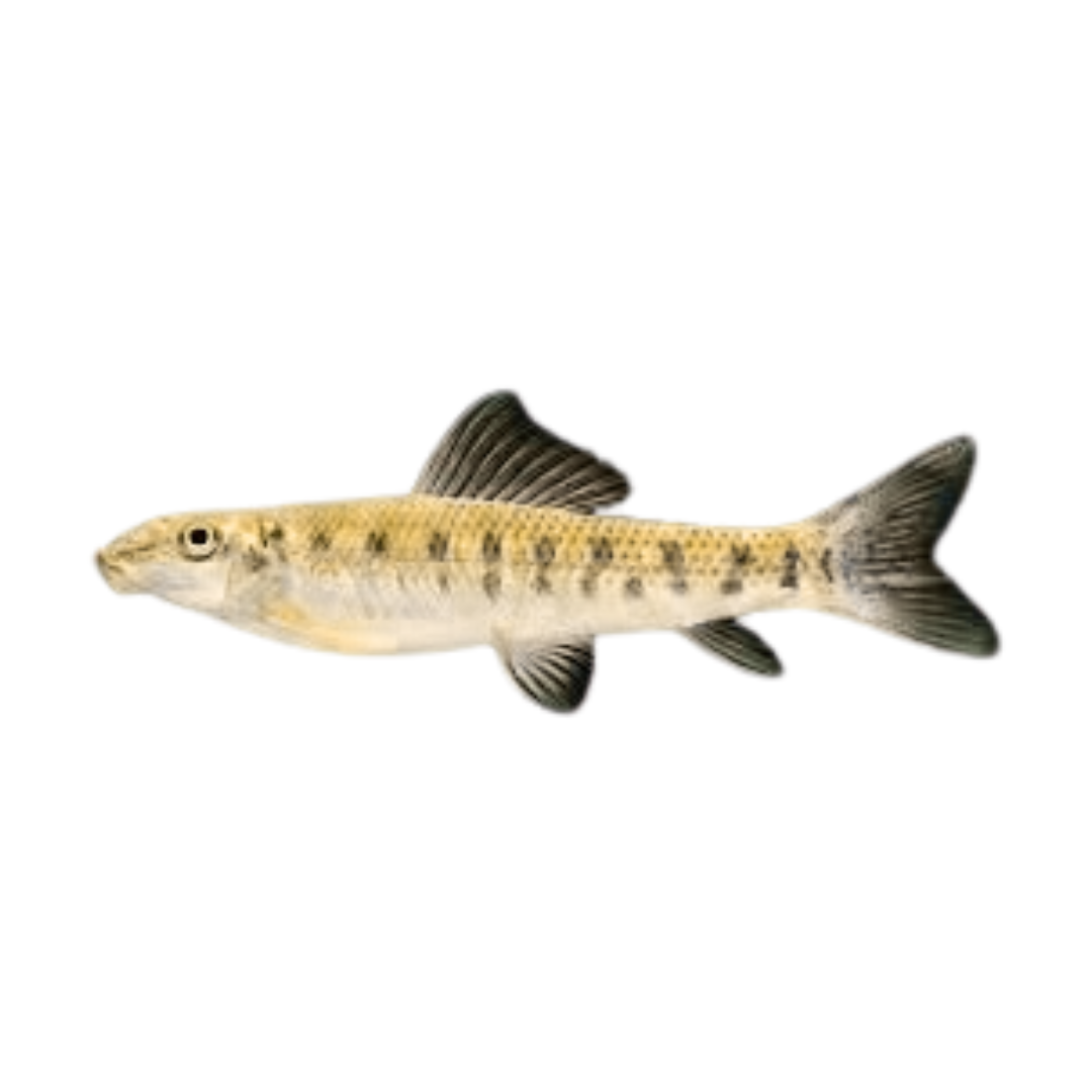 Comedor de Algas Chinês (Gyrinocheilus aymonieri)