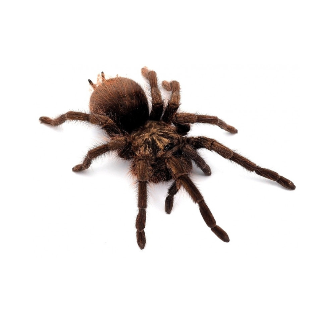 Phormictopus auratus