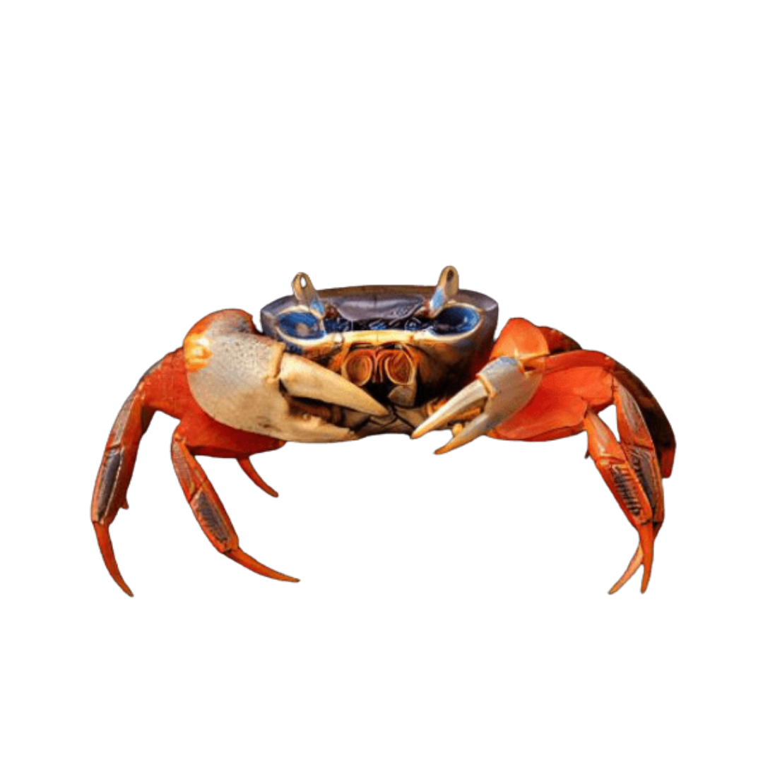 Caranguejo Arco-Íris (Cardisoma armatum)