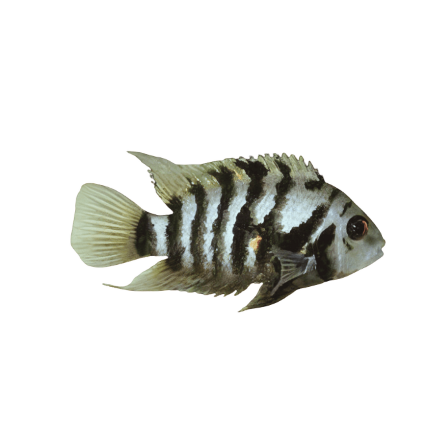 Cichlasoma nigrofasciatum (S)