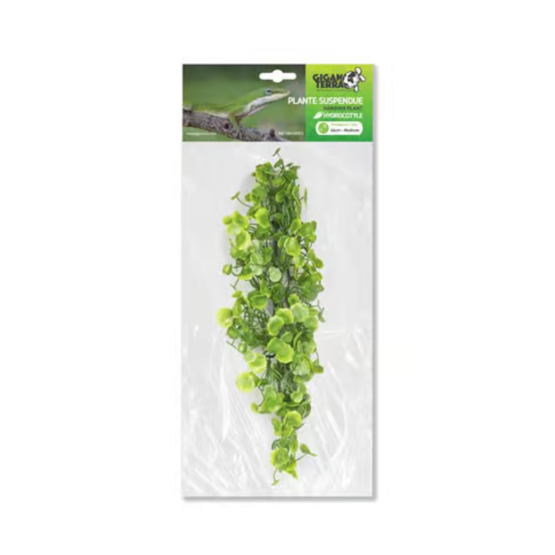 Planta Suspensa Hydrocotyle