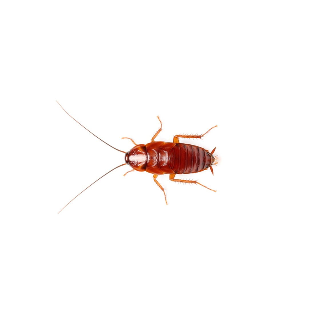 Barata Red Runners- Caixa