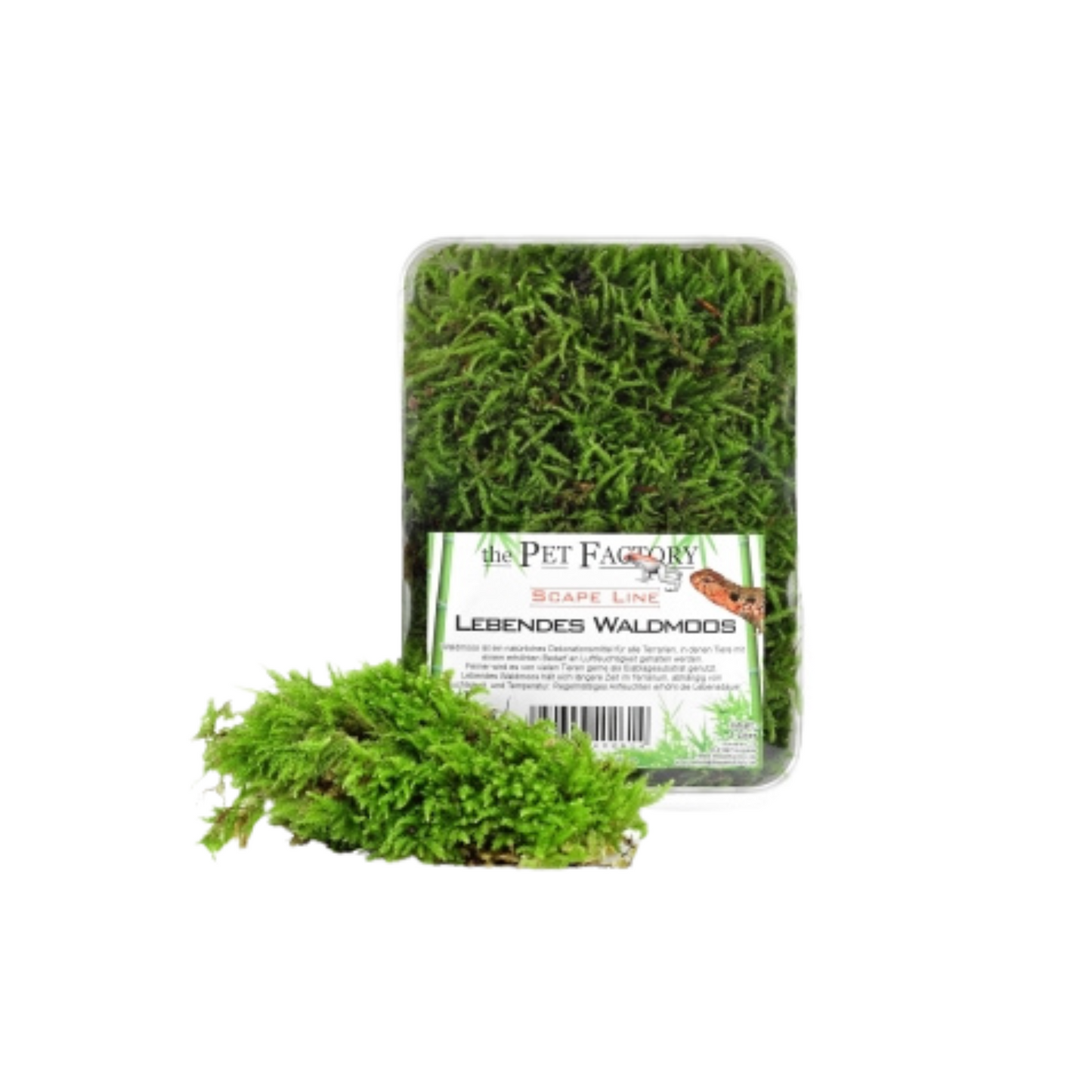 Musgo Florestal Vivo