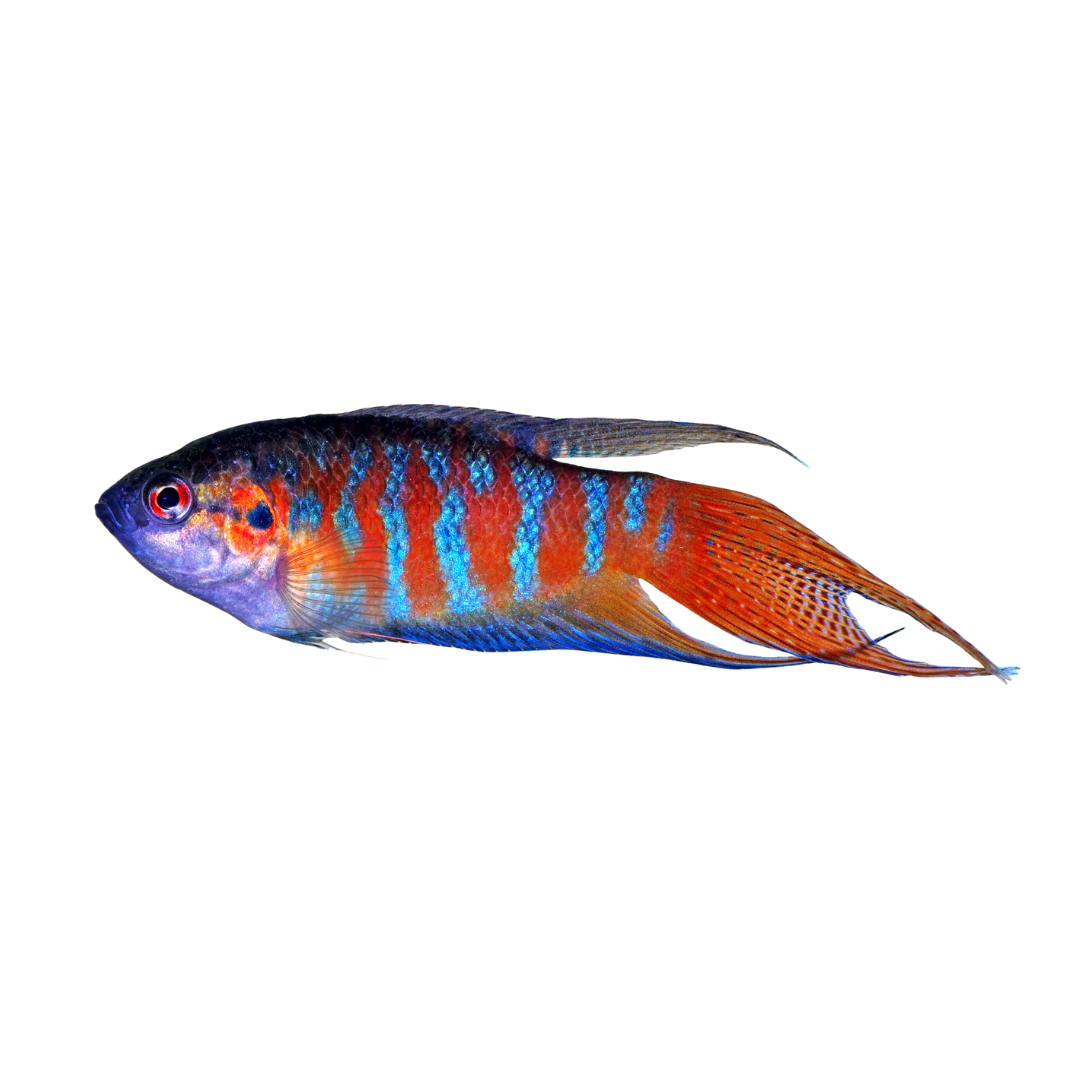 Peixe Paraíso (Macropodus opercularis)