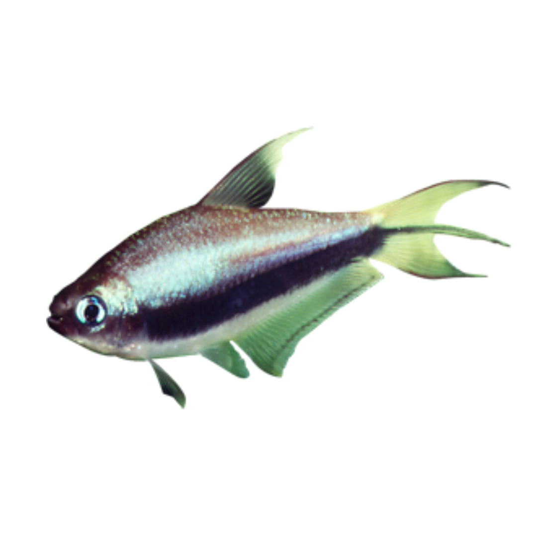 Tetra Imperador (Inpaichthys kerri)