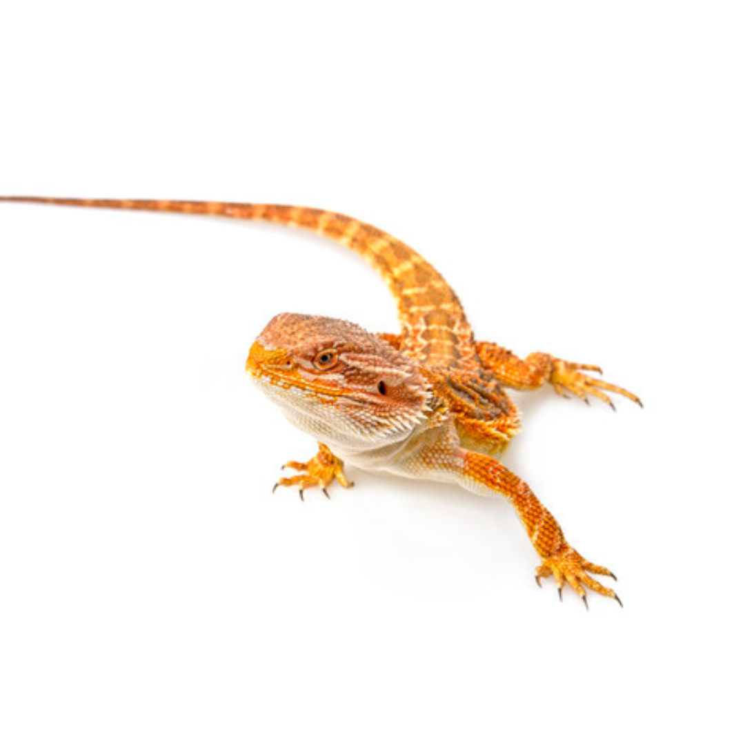 Dragão Barbudo Laranja - (S) (Pogona vitticeps)