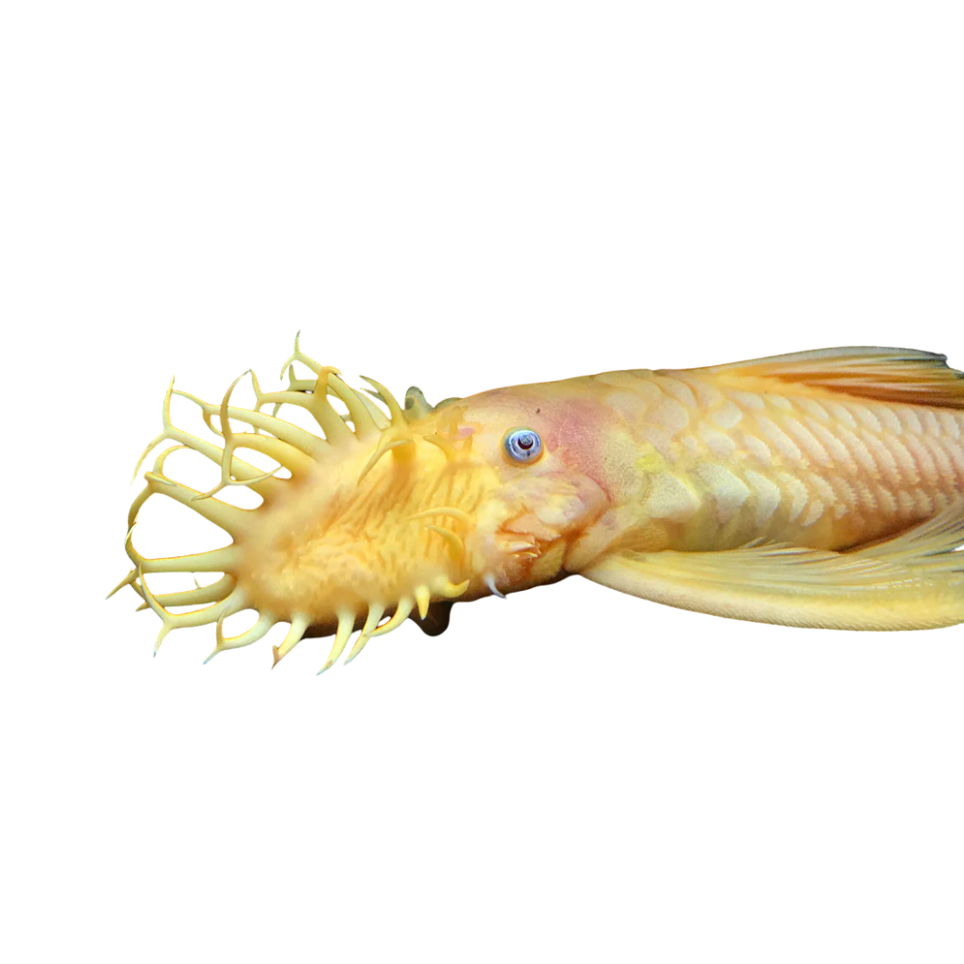 L44 - Ancistrus sp. Blue Eye