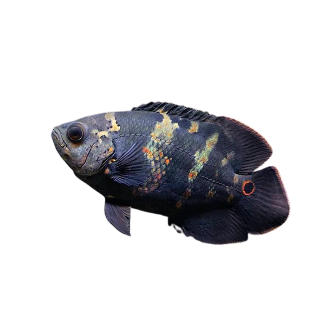 Oscar Wild (Astronotus ocellatus) XXS