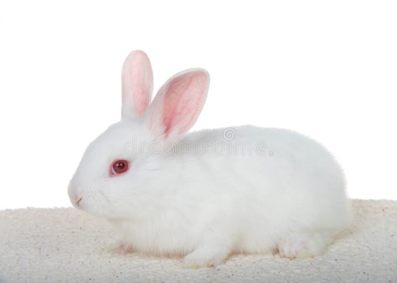 Coelho anão albino