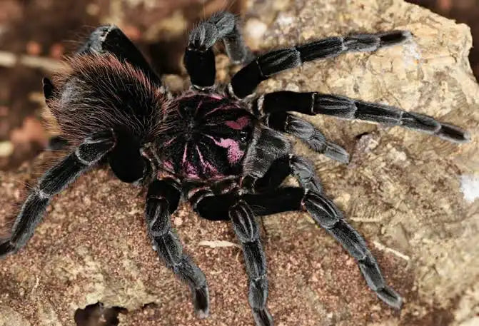 Xenesthis intermedia