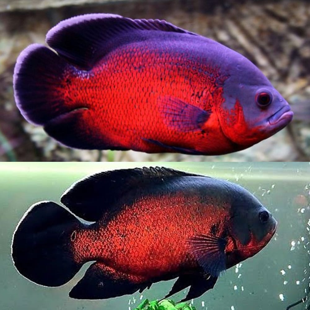 Oscar Vermelho (Astronotus Ocellatus) L