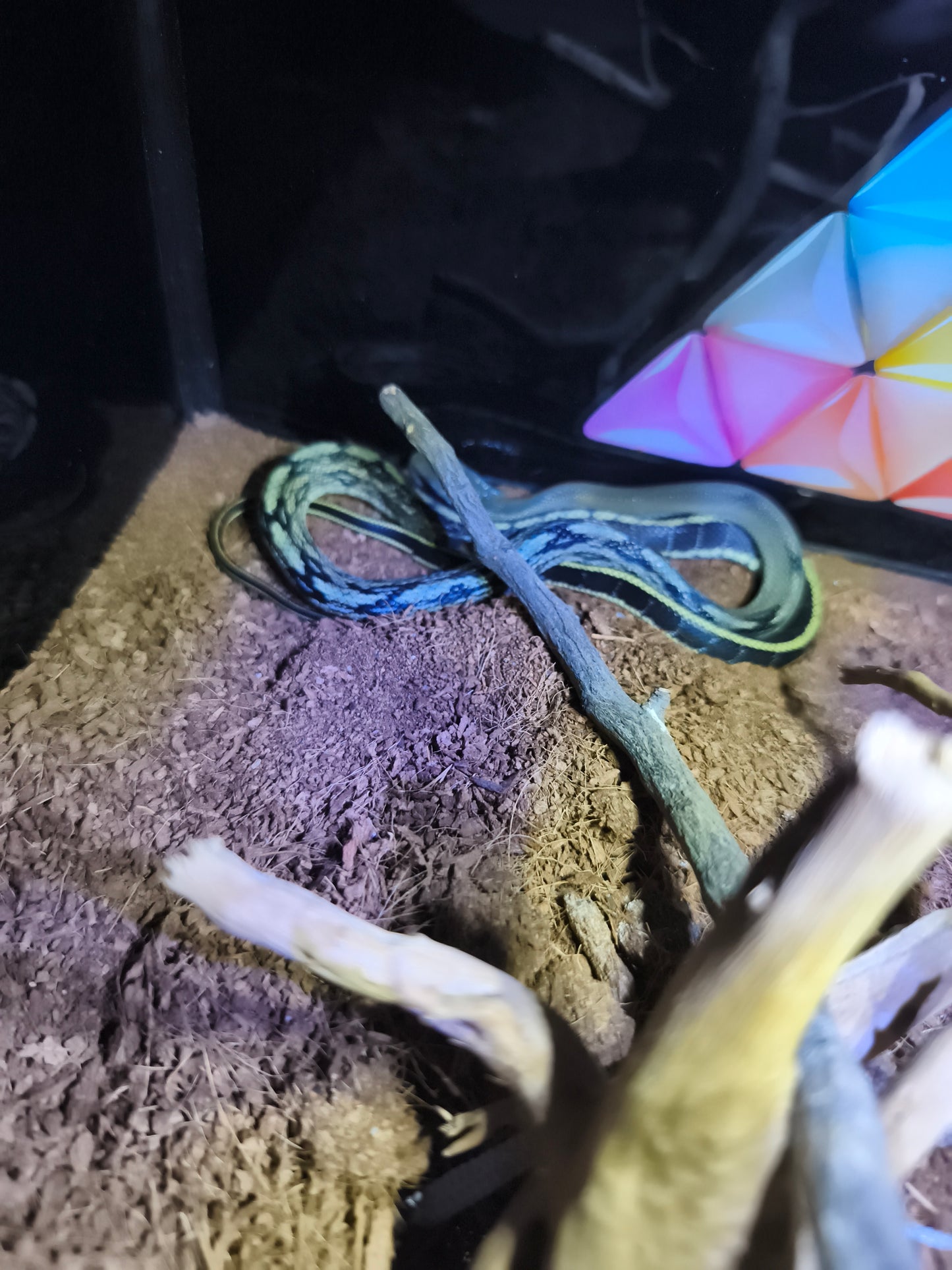 BLUE BEAUTY ( Orthriophys callycianous)