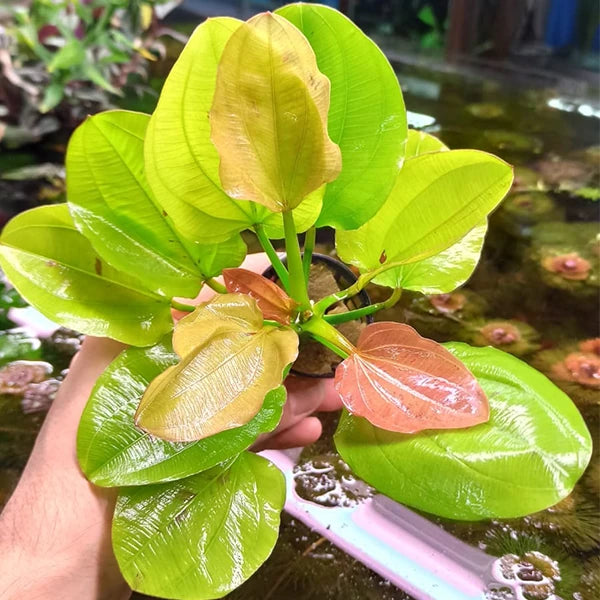 Echinodorus Amarillo Sun