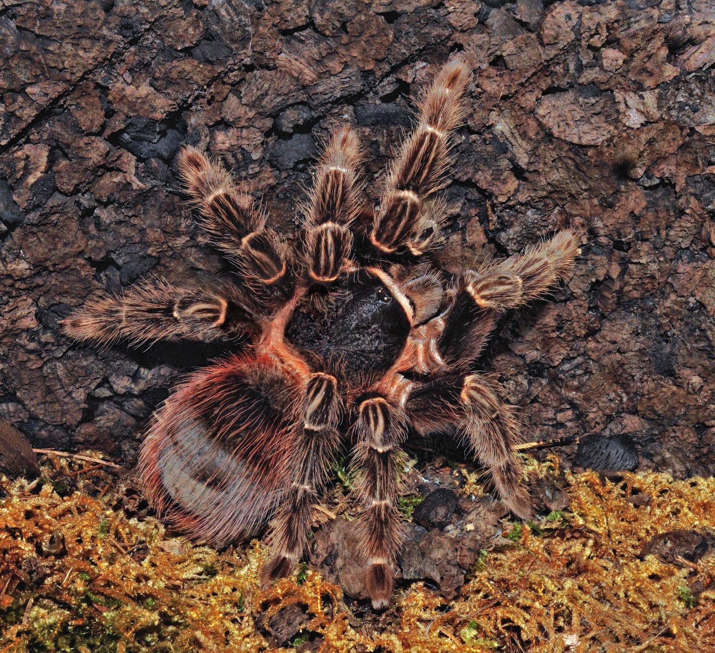 Lasiodora klugi