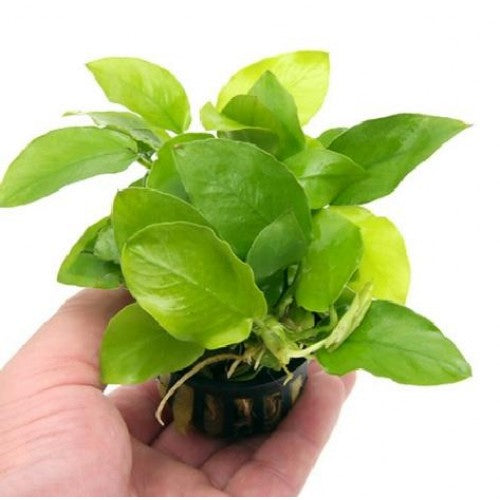 Anubias Nana Amarillo Heard
