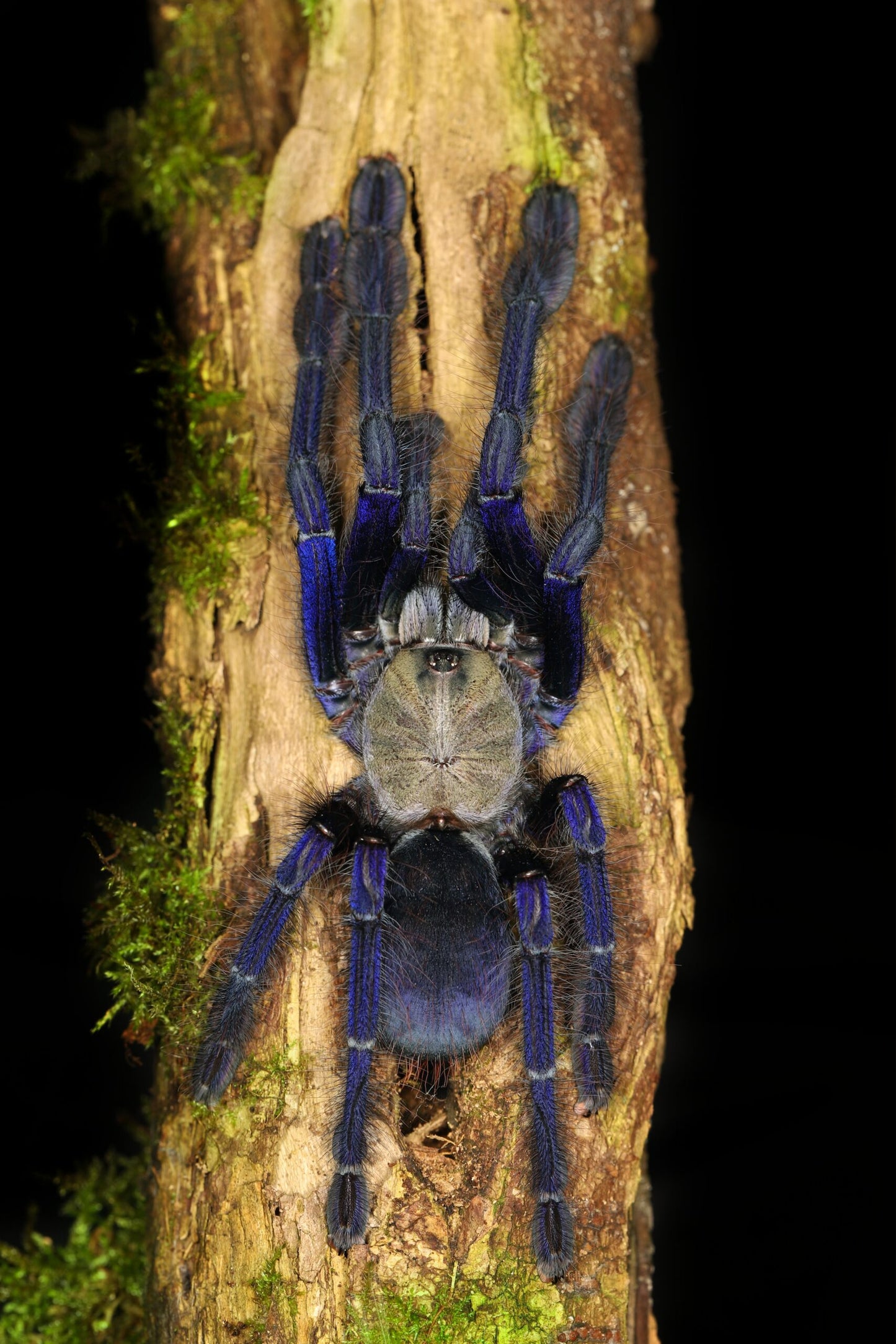 Omothymus violaceopes