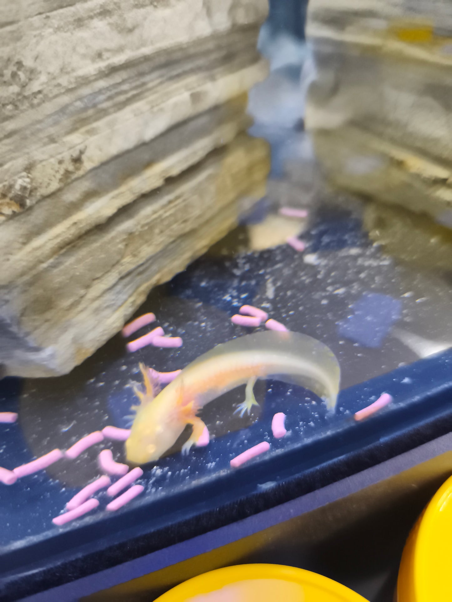 Axolotl Gold Pearl - XS - (Ambystoma Mexicanum) Animal nascido no cativeiro, em país estrangeiro, membro da União Européia