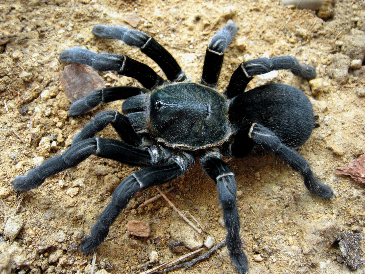 Haplopelma minax