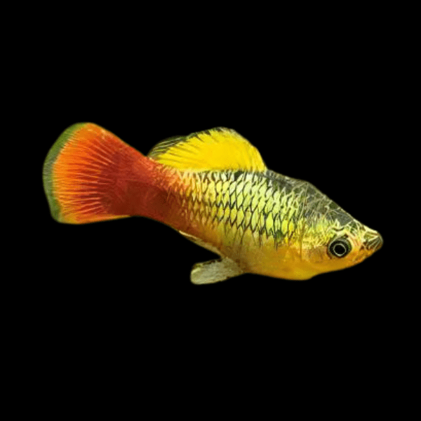 Platy variatus (Xiphophorus variatus)