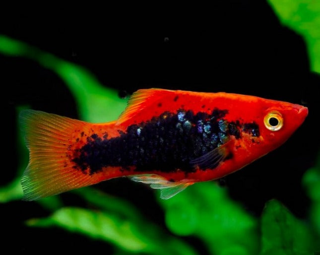 Platy Red Tuxedo - Xiphophorus maculatus