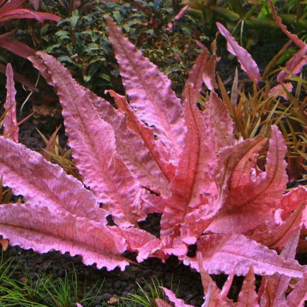 Cryptocoryne wendtii tropica sp. flamingo