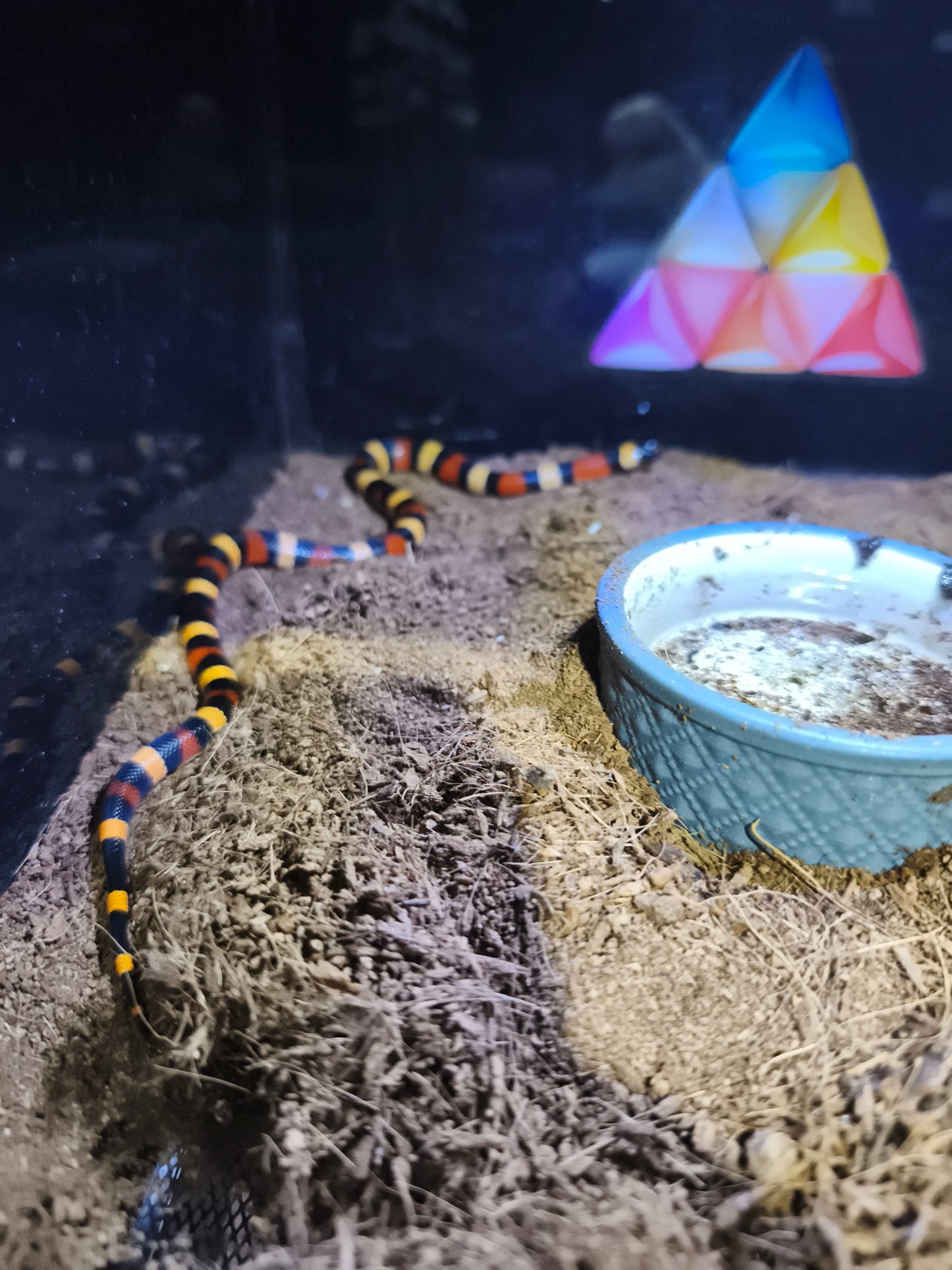 Coral Falsa (Lampropeltis triangulum)