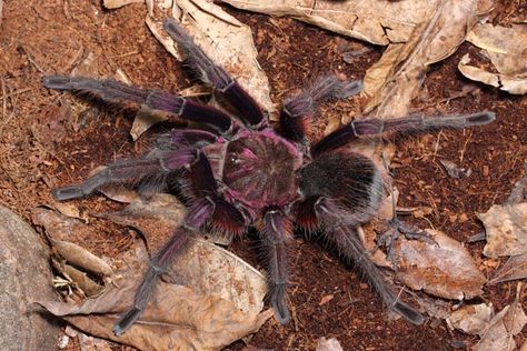 Theraphosa apophysis