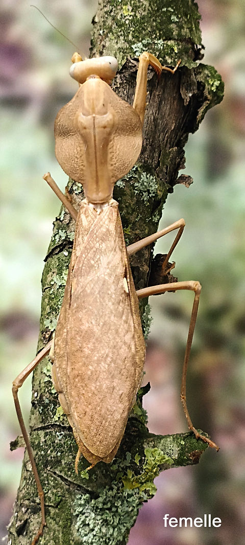 Louva-a-Deus Folha (Rhombodera kirbyi)