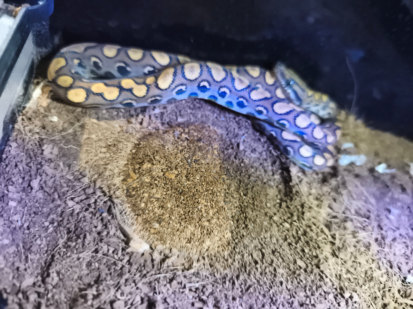 Rainbow Boa (Epicrates cenchria)