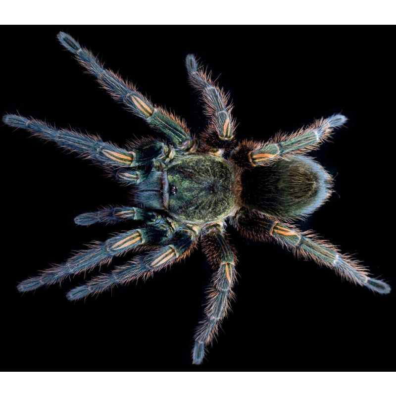 Thrixopelma pruriens