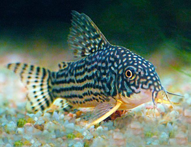 Corydoras sterbai