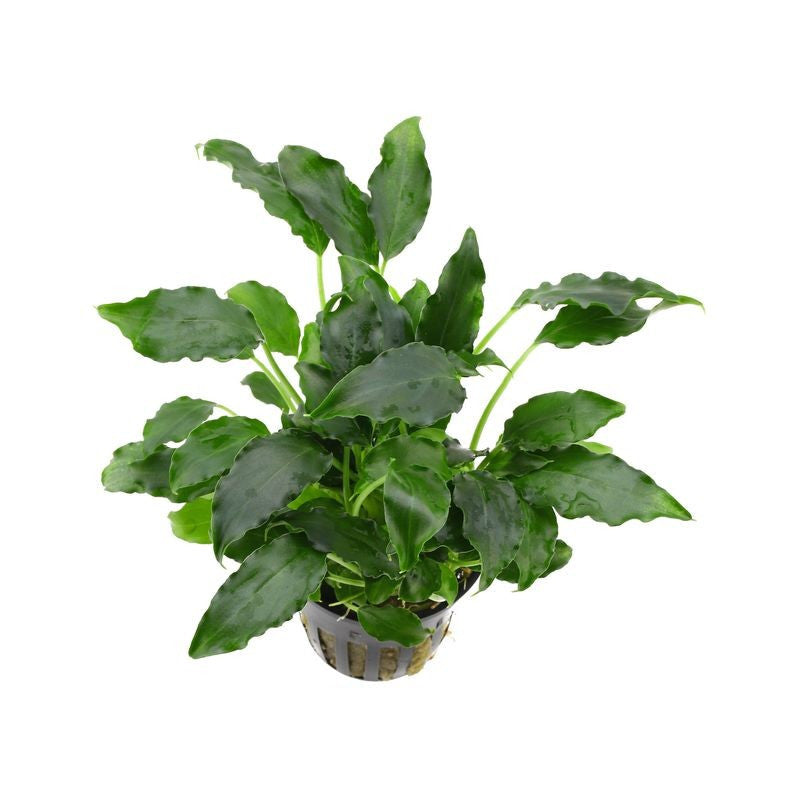 Schismatoglottis preitoi